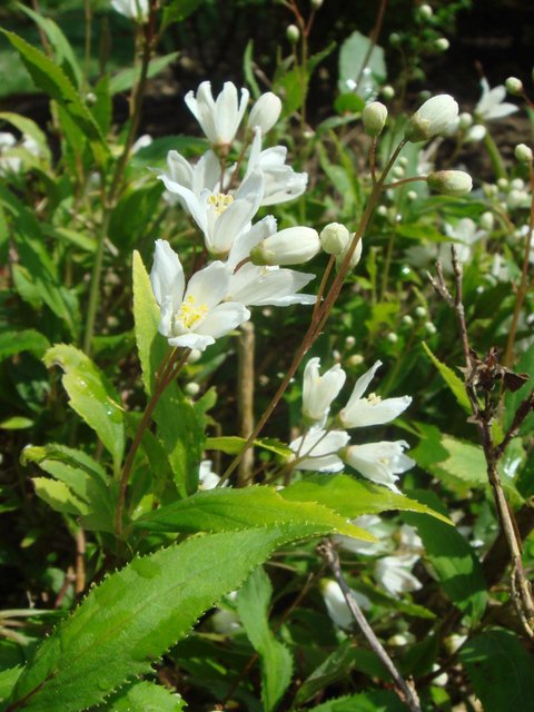 Deutzia crenata 'Nikko' fleur